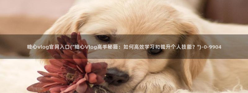 心糖vlog在线